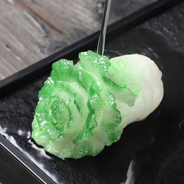 Baby Cabbage tea pet