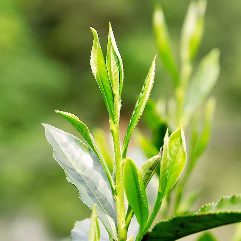 Keemun Black Tea