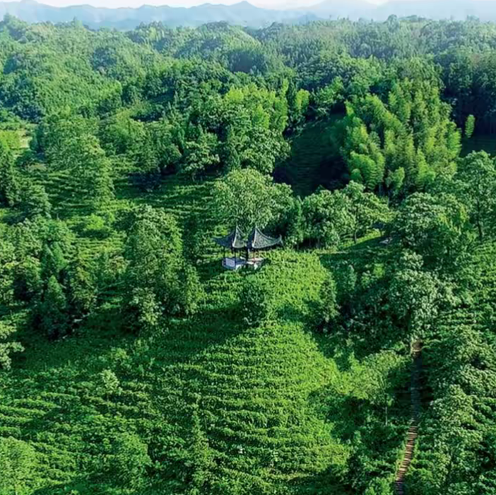 Keemun Black Tea