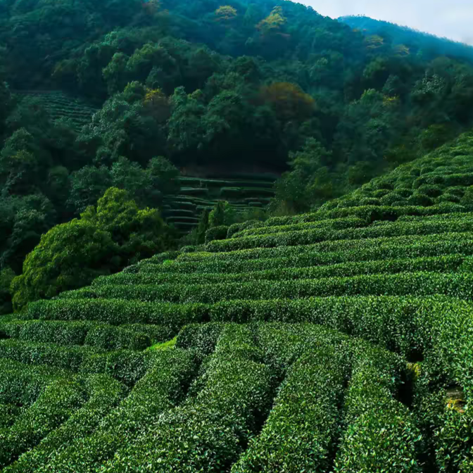 Dragon Well Green Tea