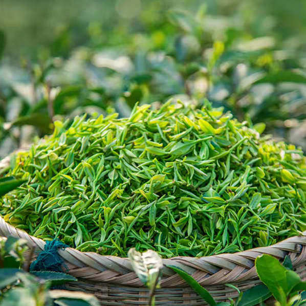 Dragon Well Green Tea
