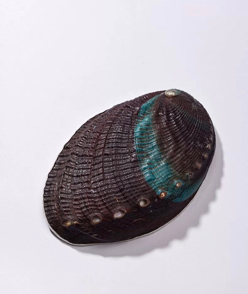 Silver Abalone tea scoop