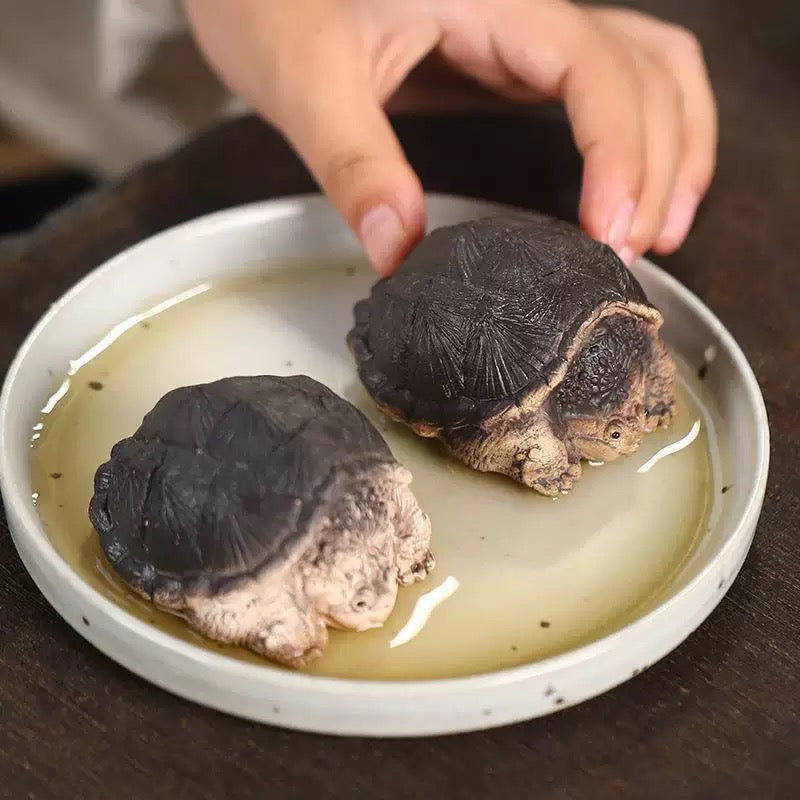 Little Crocodile Turtle tea pet