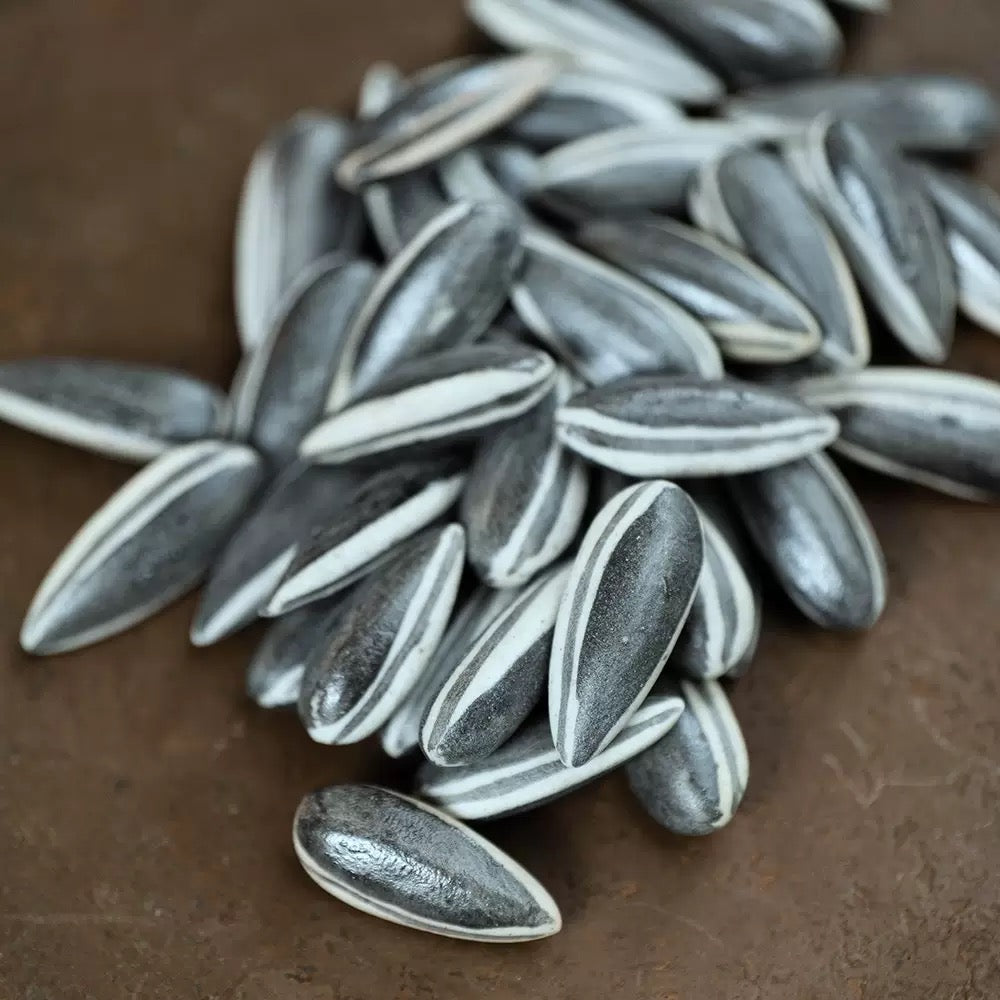 Melon Seeds tea pet